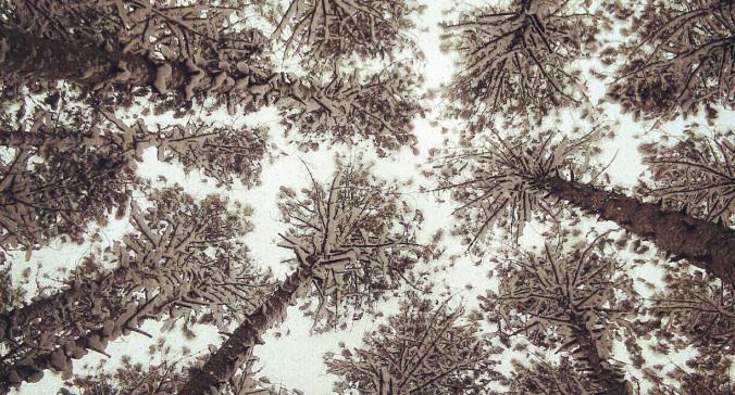 featured image for post: When the Ground is Covered with Snow